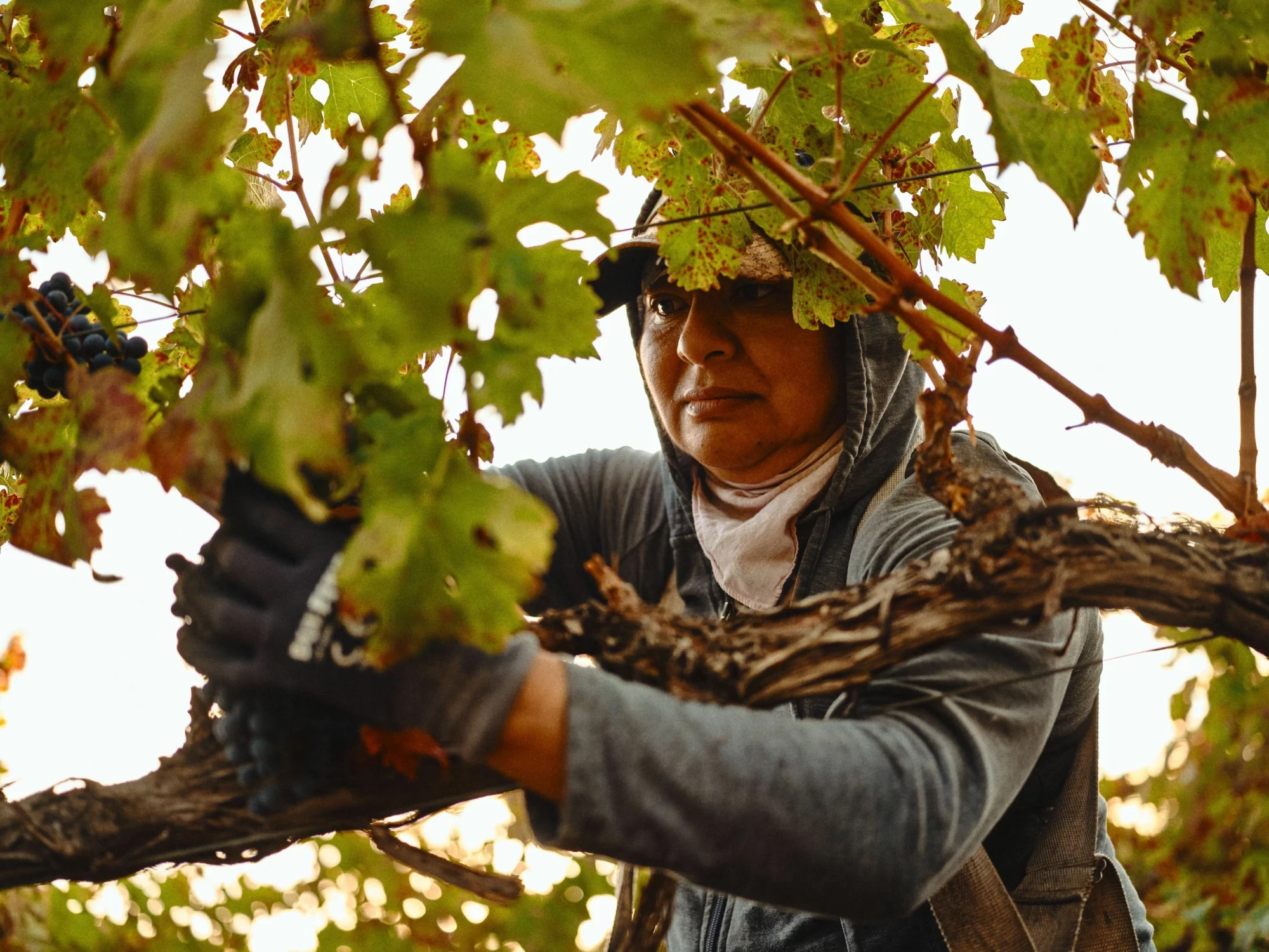 Kiona Red Mountain Gallery 2