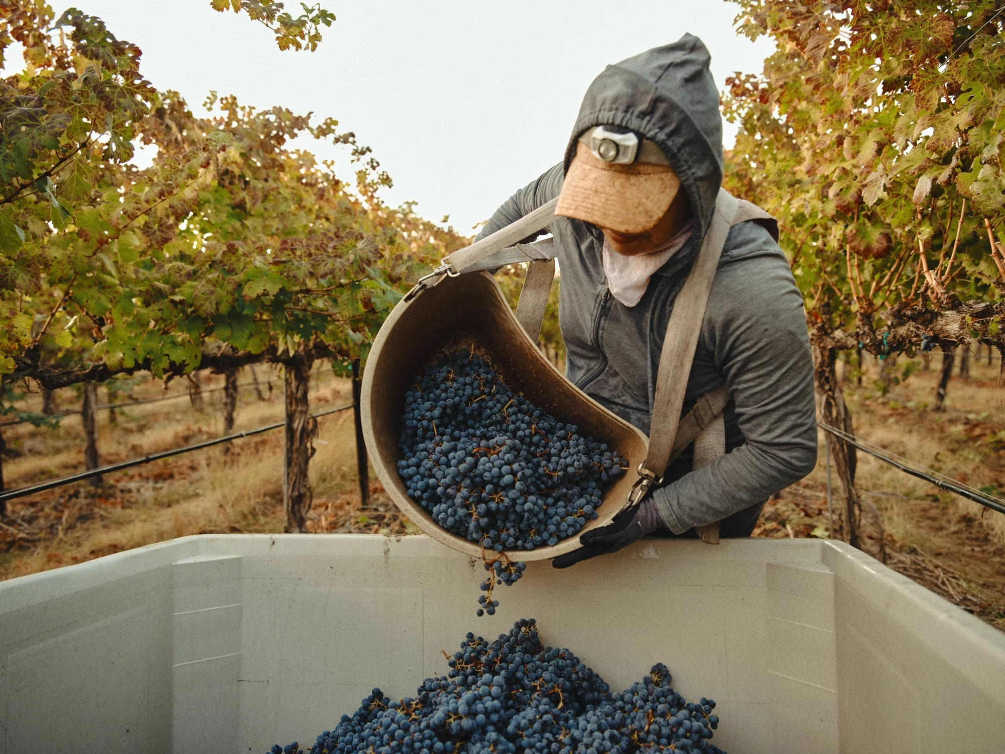 Kiona Red Mountain Gallery 5