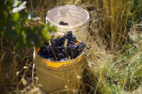Grape Harvest