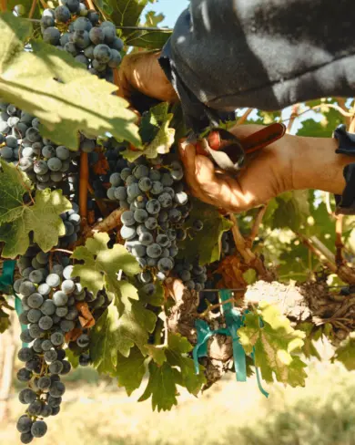 Kiona Wine Hero Cutting grapes