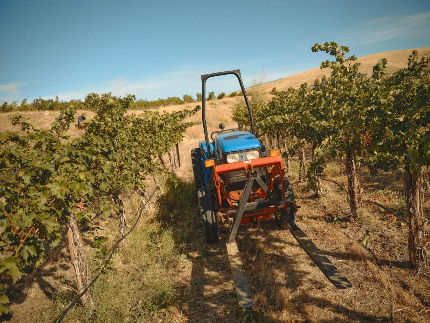 2023 GILLETT Kiona Selects FPO GILL2248