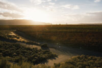 Kiona Estate Vineyard