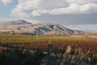 Kiona Estate Vineyard